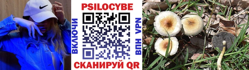 Галлюциногенные грибы Psilocybine cubensis наркошоп Гусиноозёрск